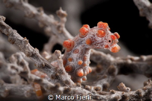 So Orange
Unusually orange Pigmy Seahorse
4948x3299 by Marco Fierli 
